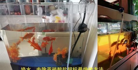 魚缸里有菌了放什么藥：魚缸中出現(xiàn)菌類問題時應采取適當?shù)乃幬锾幚矸椒? title=