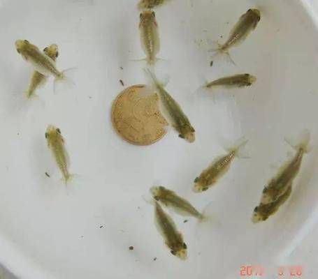 金龍魚吃什么飼料顆粒：金龍魚吃什么飼料顆粒好？ 水族問答 第1張