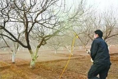 金龍魚吃什么飼料顆粒：金龍魚吃什么飼料顆粒好？ 水族問答 第2張