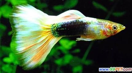 觀賞魚養(yǎng)殖技術(shù)提升方法：如何提高觀賞魚養(yǎng)殖技術(shù) 龍魚百科 第1張