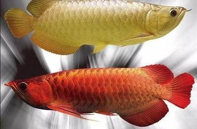 過背金龍魚20cm多少錢：20cm過背金龍魚的價(jià)格 金龍魚百科 第4張