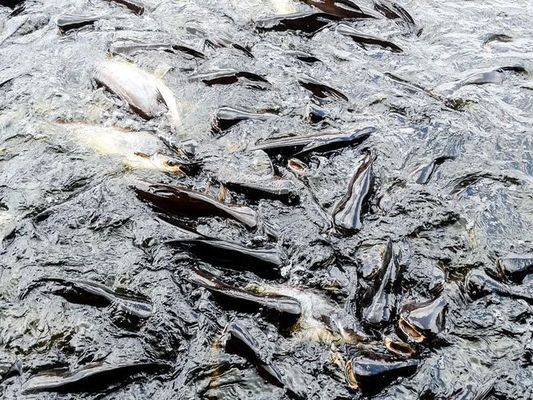 金龍魚(yú)飼料中必需微量元素有哪些：金龍魚(yú)飼料中微量元素的來(lái)源 金龍魚(yú)百科 第1張