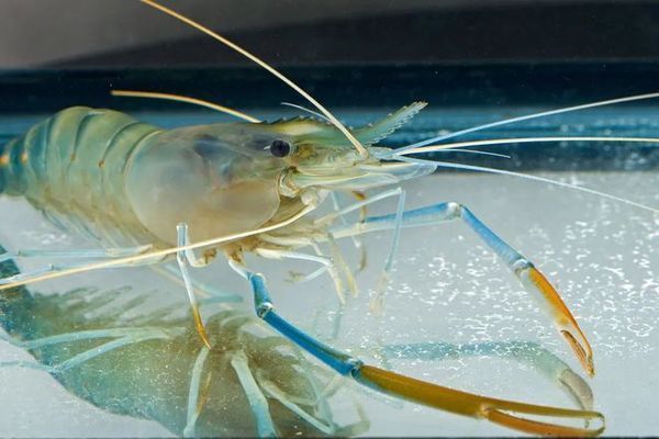 金龍魚(yú)飼料中必需微量元素有哪些：金龍魚(yú)飼料中微量元素的來(lái)源 金龍魚(yú)百科 第3張