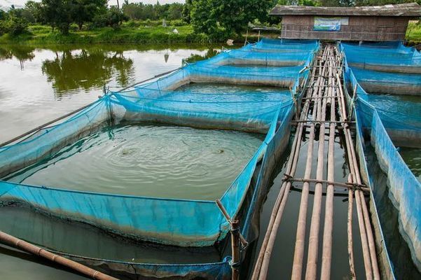 金龍魚(yú)飼料中必需微量元素有哪些：金龍魚(yú)飼料中微量元素的來(lái)源 金龍魚(yú)百科 第4張