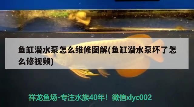 小魚缸水泵壞了怎么修：如何防止魚缸水泵堵塞 魚缸百科 第5張