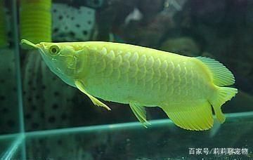 龍魚養(yǎng)幾天：龍魚生長速度與飼養(yǎng)條件關(guān)系 龍魚百科 第2張