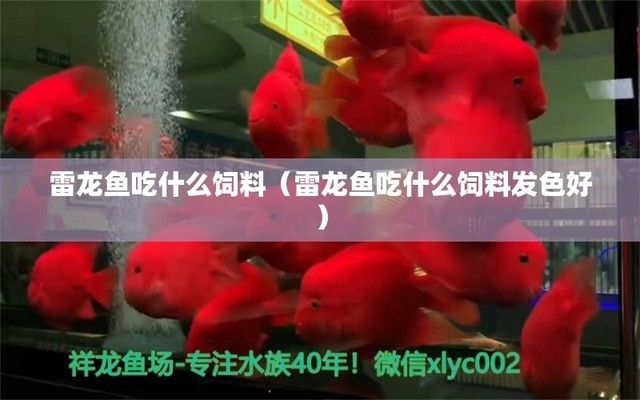 雷龍魚吃什么飼料最便宜：探索雷龍魚的營養(yǎng)需求與經(jīng)濟(jì)飼料選擇 龍魚百科 第1張