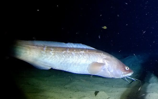 紅魔王銀版魚的自然食物來源：紅魔王銀版魚的自然食物來源是多樣化的 龍魚百科 第1張