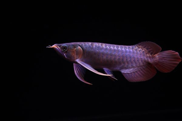 龍魚(yú)養(yǎng)幾條合適呀？ 龍魚(yú)百科 第5張