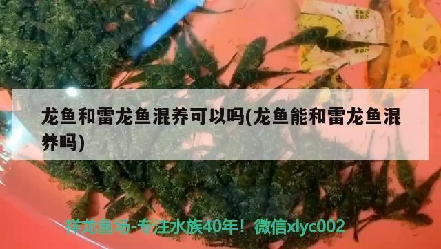 紅龍魚和雷龍魚可以混養(yǎng)嗎嗎