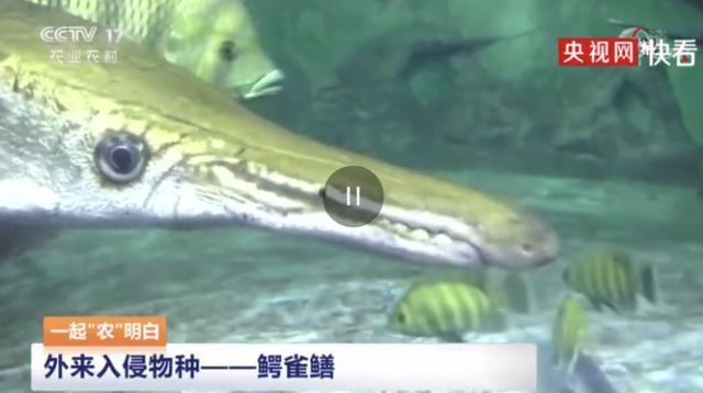 金龍魚純香和醇香區(qū)別是什么：金龍魚純香和醇香哪個更耐高溫？ 水族問答 第2張