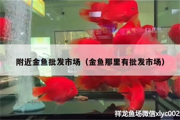 金龍魚批發(fā)銷售電話地址：金龍魚批發(fā)銷售電話及地址 金龍魚百科 第5張