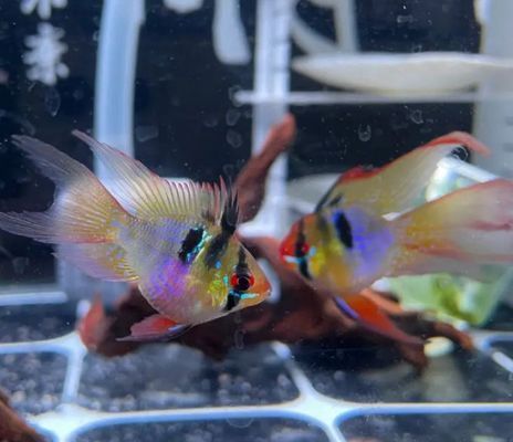 金龍魚純香和特香的區(qū)別在哪 水族問答 第2張