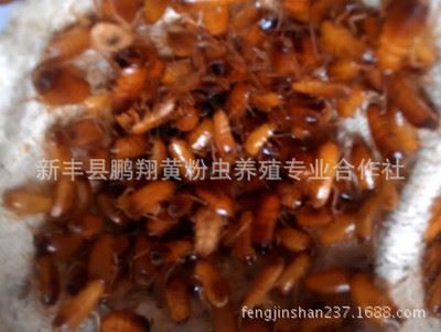 龍魚飼料添加劑效果：龍魚飼料添加劑使用技巧龍魚飼料添加劑的使用技巧 龍魚百科 第1張