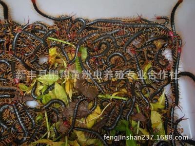 龍魚飼料添加劑效果：龍魚飼料添加劑使用技巧龍魚飼料添加劑的使用技巧 龍魚百科 第5張