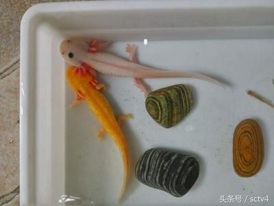 金龍魚人工繁殖最新進(jìn)展：金龍魚人工繁殖成功率提升,金龍魚幼魚培育最佳實踐 金龍魚百科 第2張