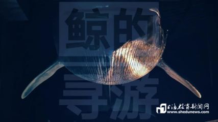 金龍魚刺多不多怎么看：金龍魚的刺多不多 水族問答 第2張