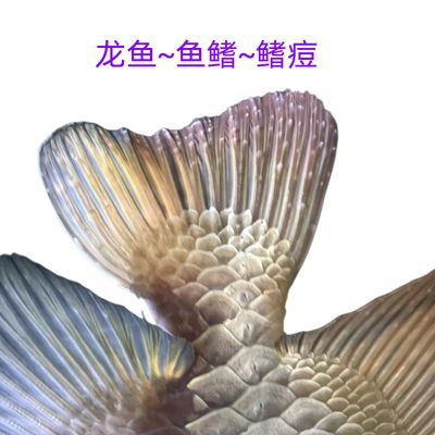 龍魚散尾是怎么回事兒：龍魚散尾怎么辦