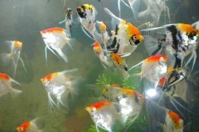 龍魚能和神仙魚混養(yǎng)嗎 龍魚百科 第4張