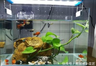 適合魚缸上養(yǎng)殖的植物：幾種適合在魚缸上養(yǎng)殖的植物 魚缸百科 第1張