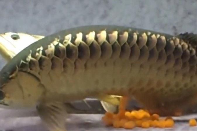 金龍魚(yú)繁殖期間飼料選擇：關(guān)于金龍魚(yú)繁殖期間飼料選擇的建議 金龍魚(yú)百科 第2張