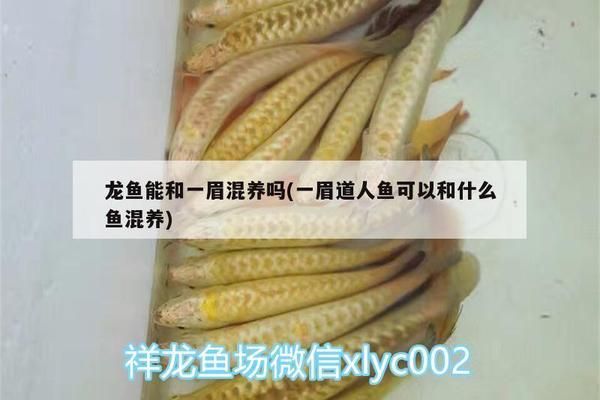 龍魚(yú)可以和一眉道人一起養(yǎng)嗎？：龍魚(yú)與一眉道人魚(yú)可以混養(yǎng)但仍需注意以下幾點(diǎn) 龍魚(yú)百科 第1張