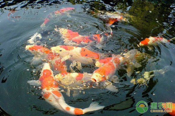 金龍魚(yú)幼魚(yú)疾病預(yù)防措施：金龍魚(yú)幼魚(yú)疾病的預(yù)防措施 金龍魚(yú)百科 第5張