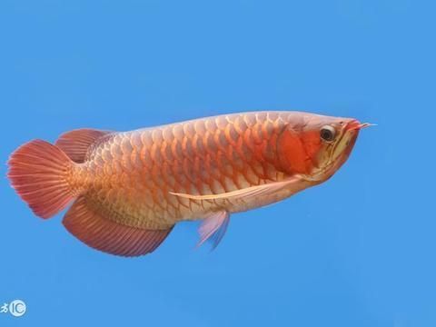 金龍魚(yú)幼魚(yú)疾病預(yù)防措施：金龍魚(yú)幼魚(yú)疾病的預(yù)防措施 金龍魚(yú)百科 第4張