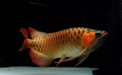 龍魚三條還會(huì)打架嘛：同一水族箱中養(yǎng)三條龍魚，它們?nèi)匀挥锌赡馨l(fā)生打架現(xiàn)象