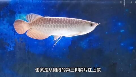 什么叫高背和過背金龍魚：高背金龍魚與過背金龍魚的區(qū)別 金龍魚百科 第4張