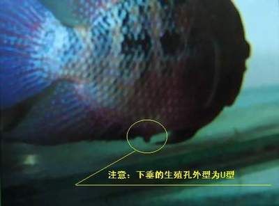 金龍魚大禮包報(bào)價(jià)：購(gòu)買金龍魚大禮包是否支持線上訂購(gòu)與送貨到家服務(wù)？ 水族問(wèn)答 第1張