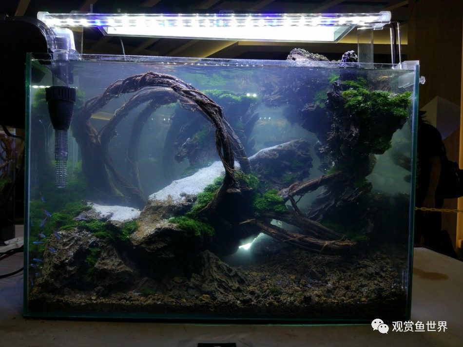 龍魚缸制作視頻教程全集免費(fèi)觀看：diy龍魚缸制作視頻教程全集免費(fèi)觀看