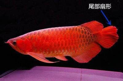 紅龍魚尾巴形狀：如何通過尾巴辨別紅龍魚性別 紅龍魚百科 第1張