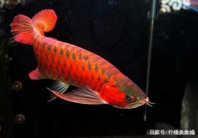 血紅龍魚價(jià)格 紅龍魚百科 第4張