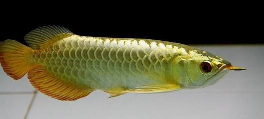 古典過(guò)背金龍魚(yú)的特點(diǎn)有哪些呢：古典過(guò)背金龍魚(yú)的主要特點(diǎn) 金龍魚(yú)百科 第5張