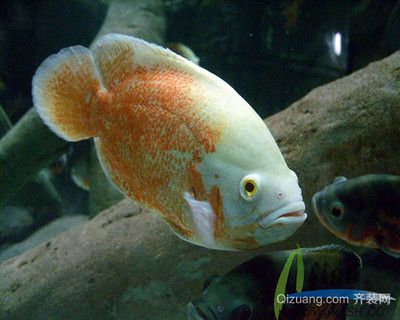 金龍魚(yú)稻米多少錢(qián) 水族問(wèn)答 第1張