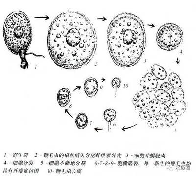 金龍魚稻香貢米10kg價(jià)格：關(guān)于金龍魚稻香貢米10kg的問題 水族問答 第1張