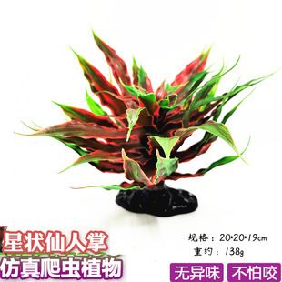 龍魚缸放什么植物：龍魚缸水草種植技巧，綠蘿水培注意事項(xiàng) 魚缸百科 第4張