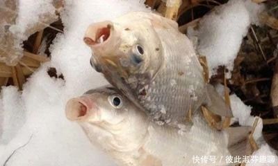 金龍魚地址在哪：養(yǎng)金龍魚需要什么樣的水質和條件，金龍魚在哪些地區(qū)比較流行 水族問答