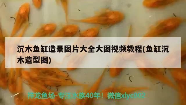 異型魚(yú)魚(yú)缸沉木造景效果圖：異型魚(yú)魚(yú)缸沉木造景效果圖展示 魚(yú)缸百科 第4張