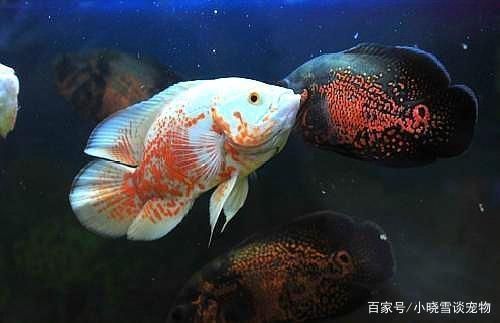 金龍魚的百科知識是什么：如何鑒別金龍魚是否健康？ 水族問答 第2張