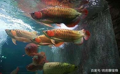 紅龍魚配魚混養(yǎng)：紅龍魚可以與多種觀賞魚混養(yǎng)