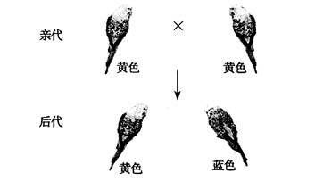 金龍魚(yú)的標(biāo)準(zhǔn)號(hào)：金龍魚(yú)標(biāo)準(zhǔn)號(hào)及其對(duì)消費(fèi)者和生產(chǎn)商的重要意義 水族問(wèn)答 第2張