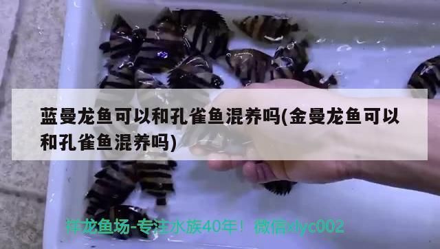 金龍魚的產(chǎn)品標(biāo)準(zhǔn)號(hào)：金龍魚的健康食品遵循的是gb16765-2020標(biāo)準(zhǔn)號(hào) 水族問(wèn)答 第2張