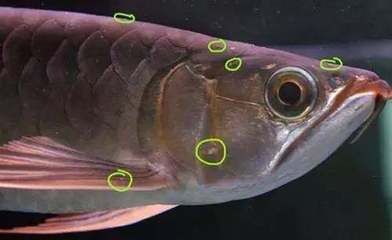 龍魚疾病圖解大全視頻教程下載：了解龍魚的常見病癥及其治療方法 龍魚百科 第4張