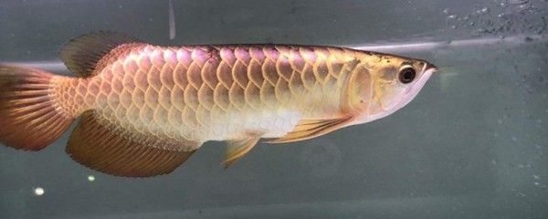 龍魚(yú)爛鰭爛尾用什么藥好的快：如何判斷龍魚(yú)爛鰭爛尾的嚴(yán)重程度 龍魚(yú)百科 第3張