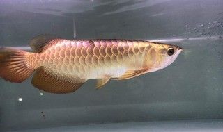 龍魚(yú)爛鰭爛尾用什么藥好的快：如何判斷龍魚(yú)爛鰭爛尾的嚴(yán)重程度 龍魚(yú)百科 第4張