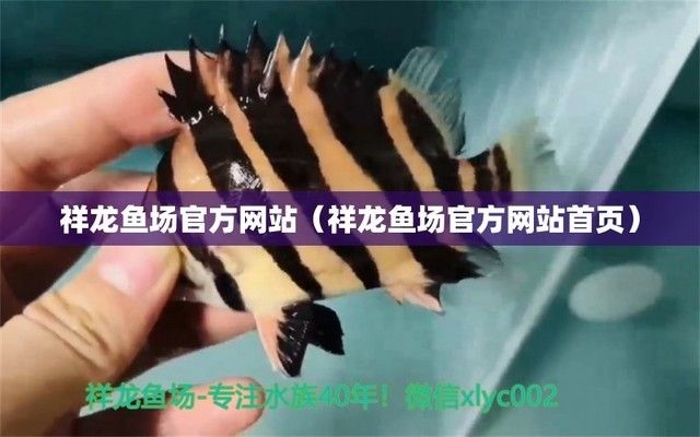 龍魚批發(fā)3祥龍魚場：祥龍魚場龍魚批發(fā)3 龍魚百科 第4張