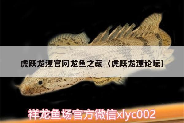 龍魚之巔海水魚論談：《龍魚之巔》海水魚飼養(yǎng)技巧分享龍魚之巔海水魚論壇 龍魚百科 第2張