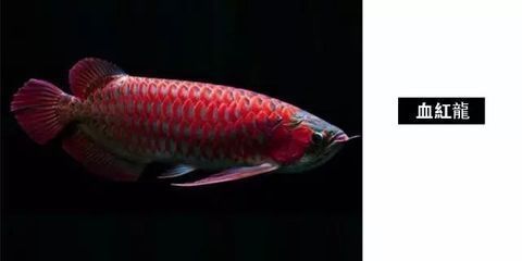 紅龍魚(yú)的底色怎么挑選好看點(diǎn)：挑選紅龍魚(yú)的底色時(shí)，需要考慮多個(gè)因素以確保紅龍魚(yú)的健康和美觀 紅龍魚(yú)百科 第1張